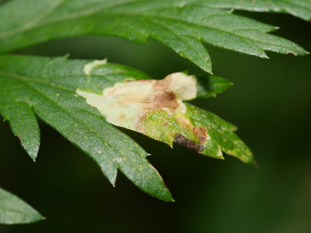 Calycomyza artemisiae