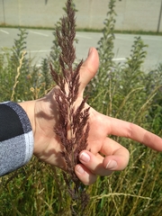 Calamagrostis epigejos
