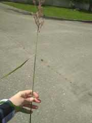 Calamagrostis epigejos