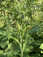Pastinaca sativa
