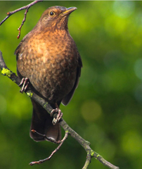 Turdus merula