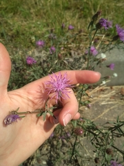 Centaurea stoebe