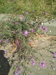 Centaurea stoebe