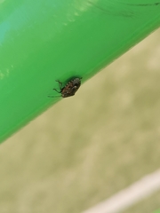 Holcogaster fibulata