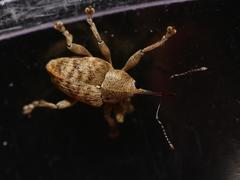 Curculio elephas