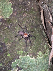 Porrhothele antipodiana