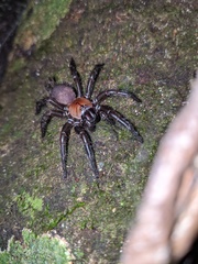 Porrhothele antipodiana