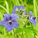 Section Geranium - Photo (c) Cheryl McCleary-Catalano, some rights reserved (CC BY), uploaded by Cheryl McCleary-Catalano