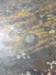 Testudinalia testudinalis