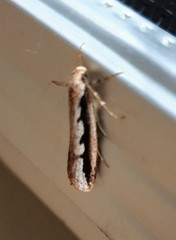 Leptocroca sanguinolenta