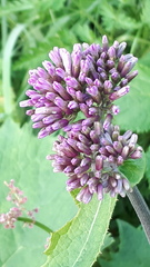 Adenostyles alliariae