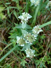 Pycnanthemum setosum