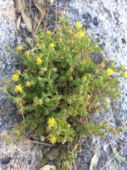 Ivesia saxosa
