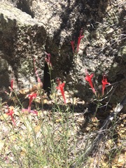 Ipomopsis tenuifolia