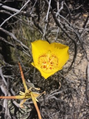 Calochortus concolor