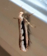 Leptocroca sanguinolenta