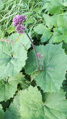 Adenostyles alliariae