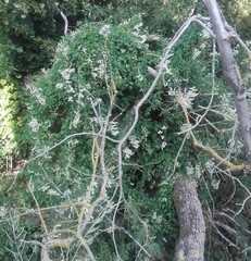 Fallopia baldschuanica