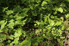 Trifolium stoloniferum