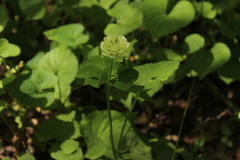 Trifolium stoloniferum