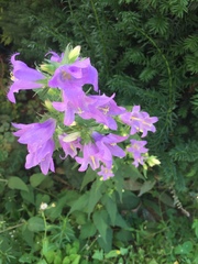 Campanula trachelium