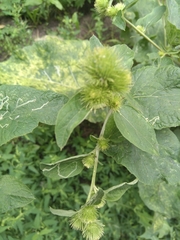 Arctium minus