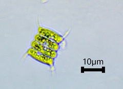 Desmodesmus