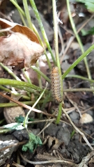 Lepidoptera