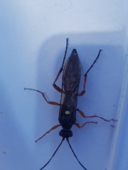 Diphyus quadripunctorius