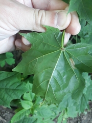 Phyllonorycter joannisi