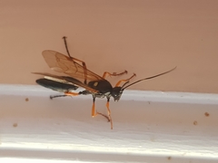 Diphyus quadripunctorius