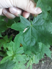 Phyllonorycter joannisi