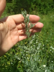 Artemisia absinthium