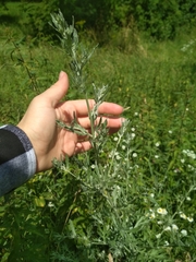 Artemisia absinthium