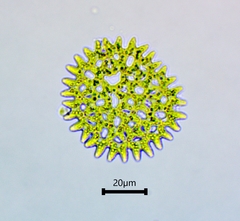 Pediastrum duplex
