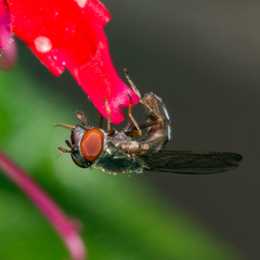 Platycheirus obscurus