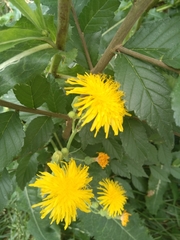 Sonchus arvensis