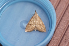 Udea fulvalis