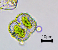 Cosmarium punctulatum