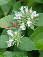 Pycnanthemum setosum
