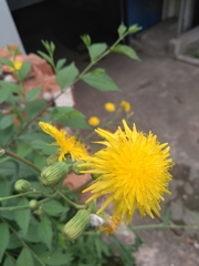 Sonchus arvensis