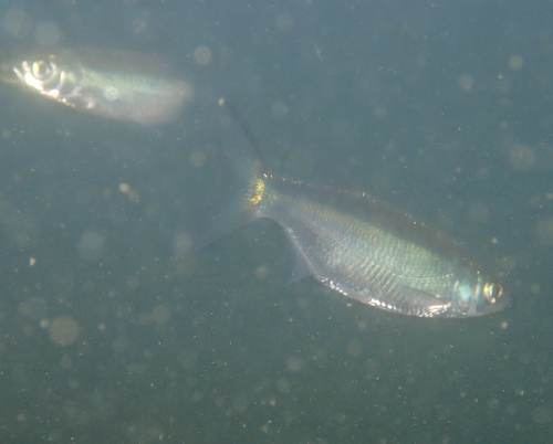 Alburnus alburnus