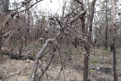 Hakea eriantha