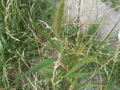 Setaria viridis