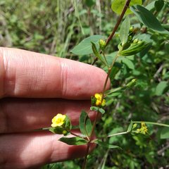 Hypericum philonotis
