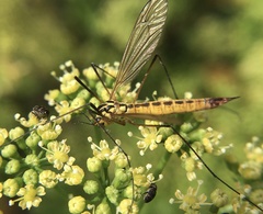 Nephrotoma flavescens