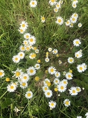Tripleurospermum inodorum