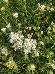 Achillea millefolium