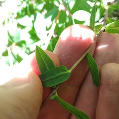 Hypericum philonotis