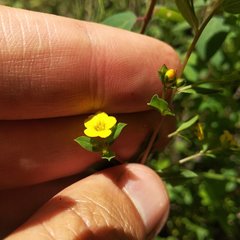 Hypericum philonotis
